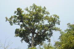 Dipterocarpus bourdillonii